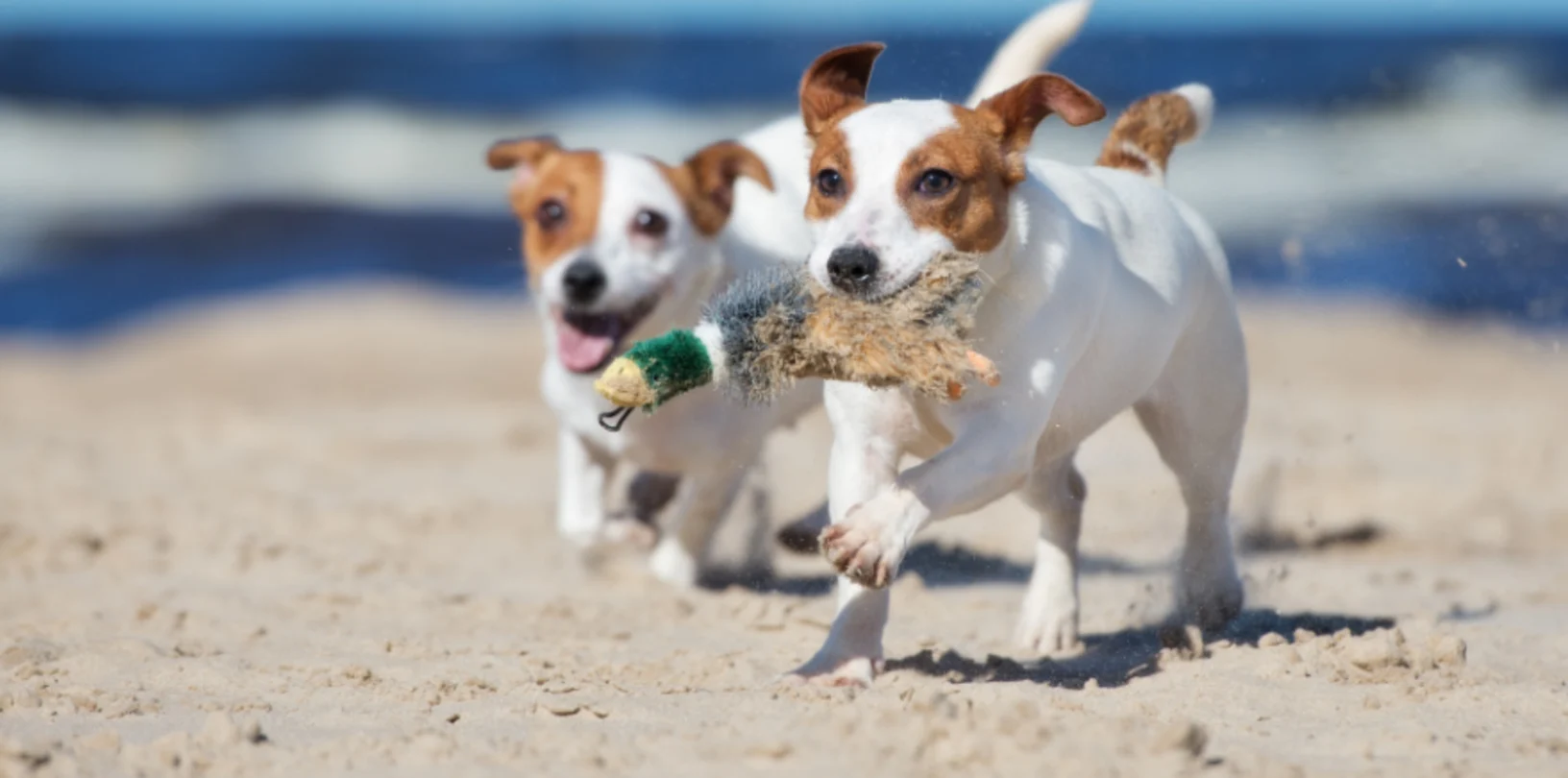 Two small dogs running on a beach, with the dog on the right carrying a toy in its mouth